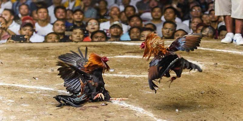 Trải Nghiệm Đá Gà K99 - Sân Chơi Uy Tín Cho Mọi Kê Thủ 2026 Chiến kê dũng mãnh đang sẵn sàng xung trận